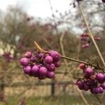 Callicarpa japonica Vaisius