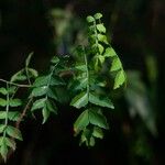 Harrisonia perforata Leaf