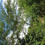 Albizia carbonaria Агульны выгляд