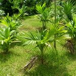 Areca catechu Fuelha