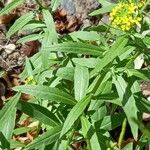 Erysimum cheiranthoides Folha