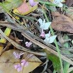 Cyclamen hederifoliumKwiat