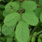Indigofera hirsuta Hoja