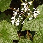 Begonia reniformis Floare