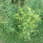 Euphorbia esula Fleur