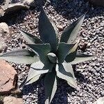 Agave havardiana 叶