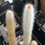 Cleistocactus hyalacanthus Liść