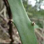 Acanthocereus tetragonus പുറംതൊലി