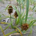 Carex macrocephala Fruto