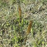 Plantago argentea Fleur