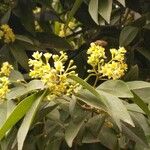 Cinnamomum burmanni Floare