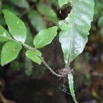 Bolbitis acrostichoides Leaf