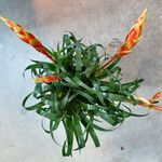 Vriesea carinata Συνήθη χαρακτηριστικά