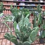 Opuntia strictaഇല