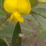 Cajanus cajan Flower
