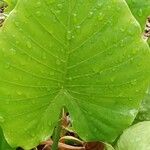 Alocasia odora Liść