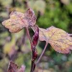 Ribes sanguineum Altres