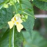 Impatiens parvifloraBlomma