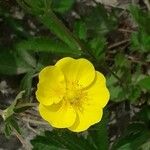 Potentilla delphinensis Flower