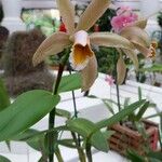 Cattleya forbesii പുഷ്പം