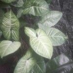 Syngonium podophyllum Leaf