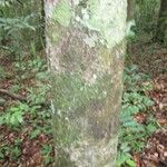 Licania parvifructa Cortiza