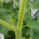 Solanum pimpinellifolium Кора