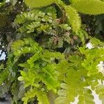 Caesalpinia echinata Hoja