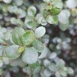 Myrsine africana Likasa