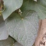 Ipomoea purpurea Leaf