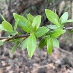 Salix nigra Leaf