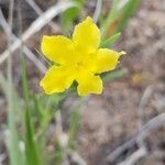 Lithospermum incisum Blüte