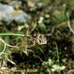 Carex curvula Muu