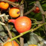 Ficus racemigera Frucht