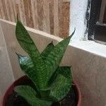 Sansevieria trifasciataЛист