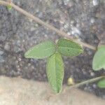 Desmodium tortuosum Yaprak