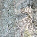 Alnus incana Escorça