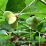 Euonymus atropurpureus Frucht