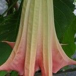 Brugmansia spp.