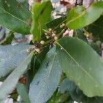 Laurus nobilis Leaf