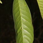 Annona reticulata Hoja