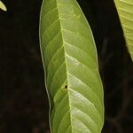 Annona reticulata Лист