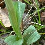 Neotinea tridentata Foglia