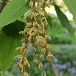 Acer davidii Blomst