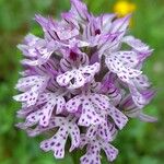 Neotinea tridentata Flower