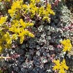 Sedum spathulifolium Yaprak