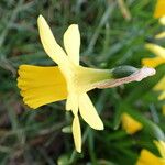 Narcissus pseudonarcissus Kvet