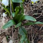 Leucojum vernum Yaprak