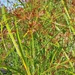 Cyperus longus Floare