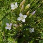 Gentianella ramosa Habitus